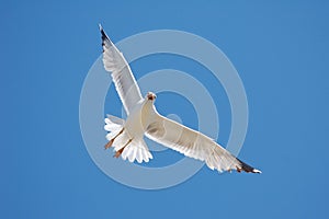 White Seagull on Blue Sky
