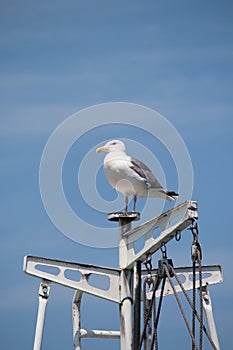 White seagull on a boat mast against blue sky