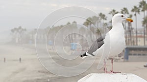 White seagull, California pacific ocean beach. Lovely bird close up on pier in Oceanside.