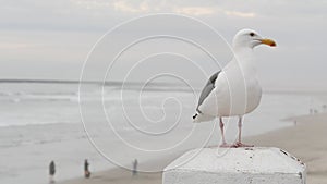 White seagull, California pacific ocean beach. Lovely bird close up on pier in Oceanside.