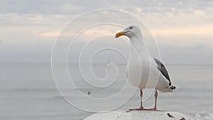 White seagull, California pacific ocean beach. Lovely bird close up on pier in Oceanside.