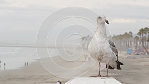 White seagull, California pacific ocean beach. Lovely bird close up on pier in Oceanside.
