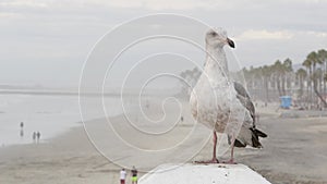 White seagull, California pacific ocean beach. Lovely bird close up on pier in Oceanside.