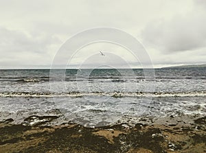 White seagull, dove above mossy, sand beach shore.