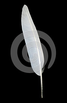 White seagull feather