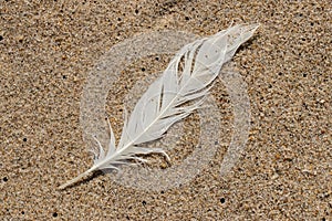 A white seagull feather on the beach in Rehoboth Beach, Delaware.