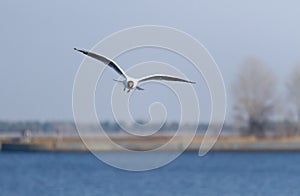 White seagull flies on blue sky