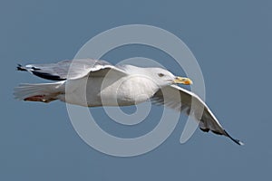 White seagull in flight