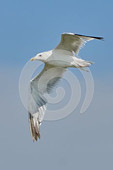 White seagull in flight