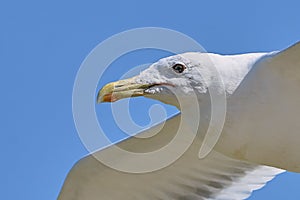 White seagull in flight