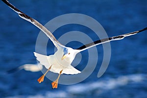 White Seagull in flight.