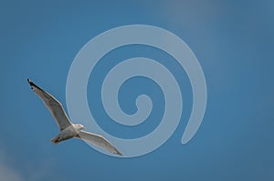 White Seagull Floating Against A Clear Blue Sky photo