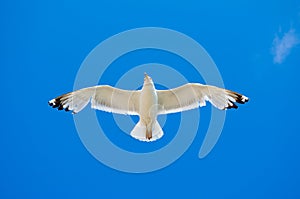 White seagull flying against the blue sky