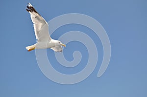 White Seagull flying against blue sky