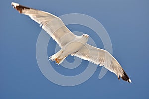 White Seagull flying against a blue sky