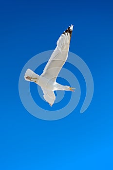 White seagull flying against the blue sky