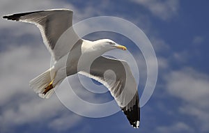 White Seagull flying against the blue sky