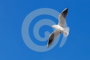 White Seagull flying on blue sky background