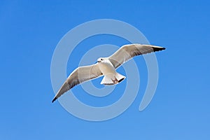 White Seagull flying on blue sky background.