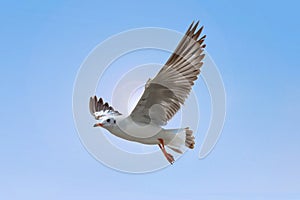 White Seagull flying on blue sky background. Freedom concept