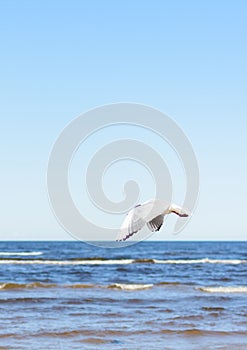 White seagull flying in blue sky, over the sea