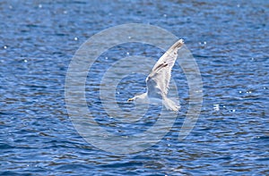 Seagull flying over the sea