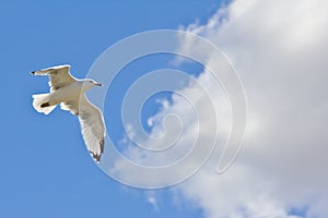 A white seagull flying up in the air