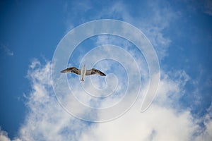 White seagull flying with wings spread. Flying Seagull, Symbol of Freedom Concept. Blue sky and white clouds background