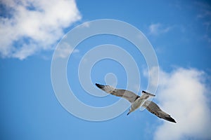 White seagull flying with wings spread. Flying Seagull, Symbol of Freedom Concept. Blue sky and white clouds background