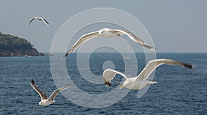 White Seagull in focus against the background of the sea and the island. Adalar, Turkey.