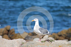 A Seagull in front of sea
