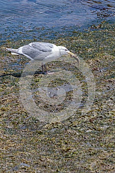 White seagull with gray wings on a low tide beach eating a small fish