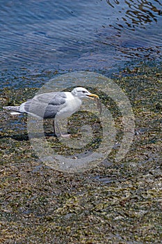 White seagull with gray wings on a low tide beach eating a small fish