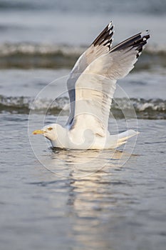 White seagull with open wings