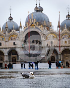 White seagull perched atop a flooded street in front of a St. Marks Basilica