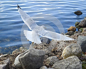 Seagull Flying over Rocks by Lake