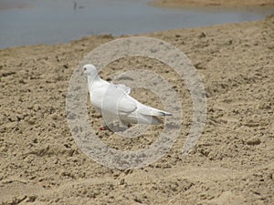 White seagull on the sandy beach. Birds walking near the water on the sand