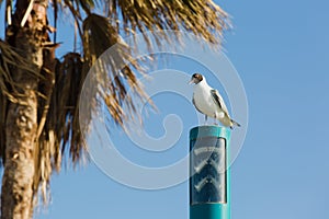 White seagull sitting high on street lamp and palm