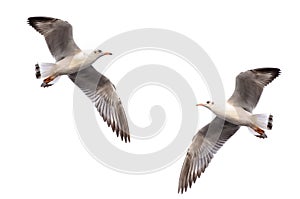 White seagull soaring