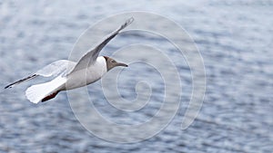 White seagull soars above the surface of the water