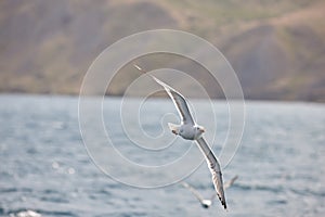 The white seagull soars flying against the background of the blue sky, clouds and mountains. A beautiful seagull hovers over the s