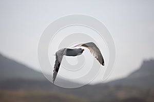 The white seagull soars flying against the background of the blue sky, clouds and mountains. The seagull is flying