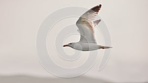 The white seagull soars flying against the background of the blue sky, clouds and mountains. Seagull is flying to the left