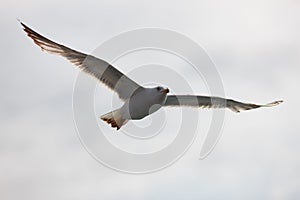 The white seagull soars flying against the background of the blue sky, clouds and mountains. The seagull is flying