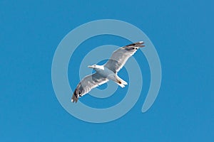 White Seagull with spread wings flying against a blue pastel sky