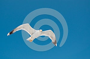 White Seagull with spread wings flying against a blue sky