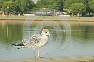 A seagull stood on a fence by the lake, in a daze, photo