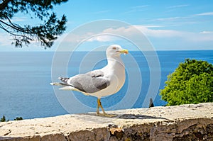 White seagull standing on a stone wall