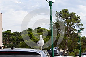 White seagull on the top of a car close to a green streetlight