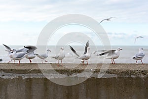 White seagulls on a concrete fence